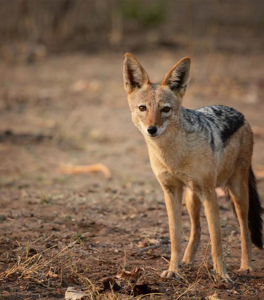 Detail A Picture Of A Jackal Nomer 2