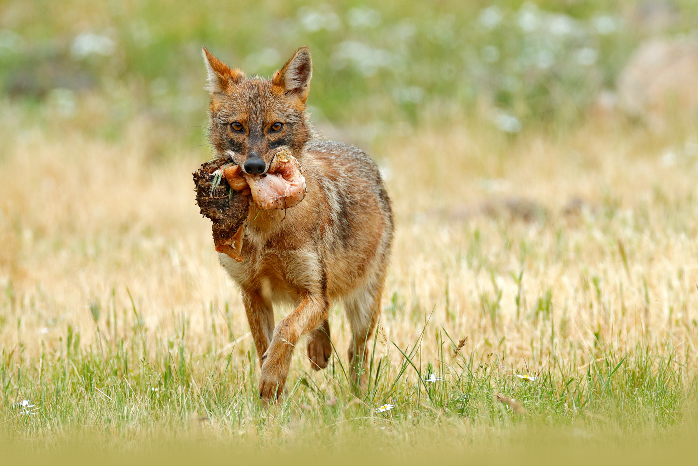 Detail A Picture Of A Jackal Nomer 11