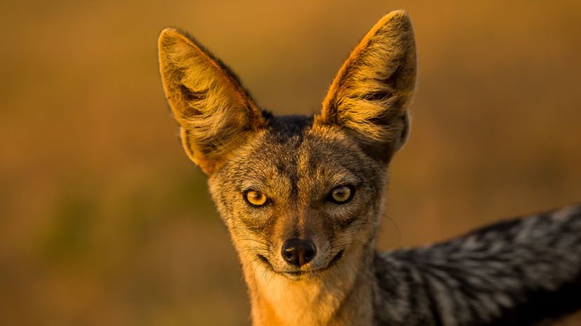 Detail A Picture Of A Jackal Nomer 12