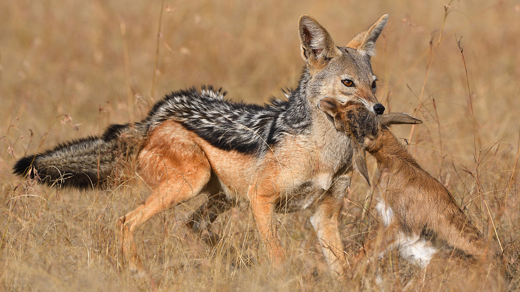 Detail A Picture Of A Jackal Nomer 13