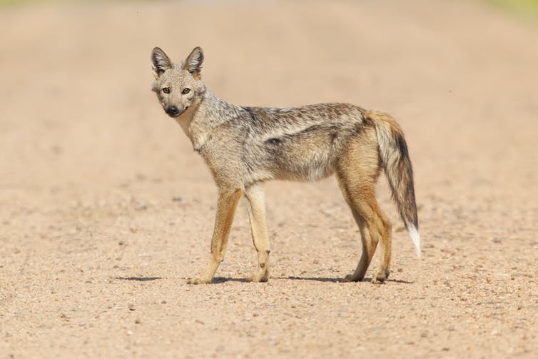 Detail A Picture Of A Jackal Nomer 15