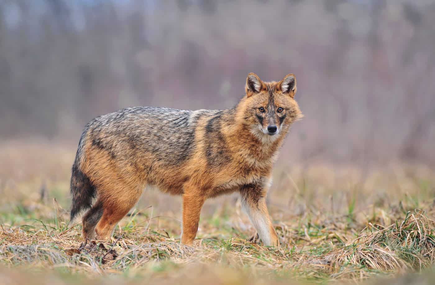 Detail A Picture Of A Jackal Nomer 16