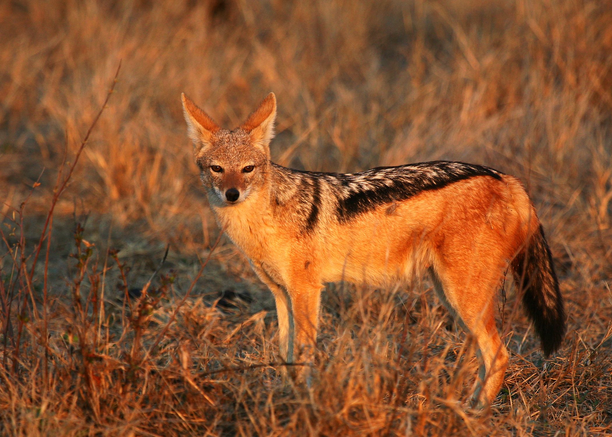 Detail A Picture Of A Jackal Nomer 17