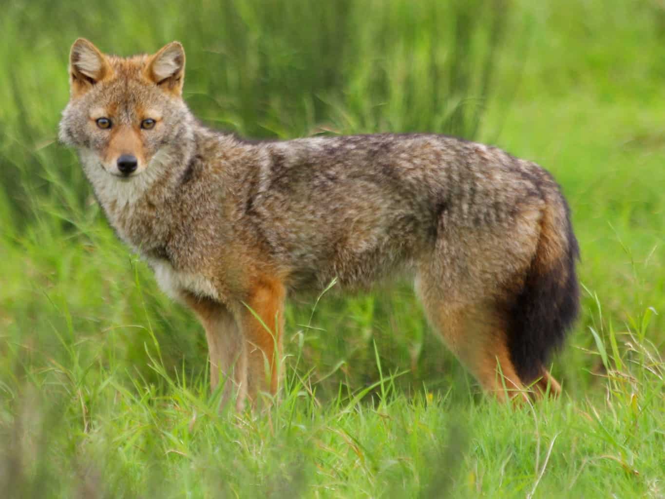 Detail A Picture Of A Jackal Nomer 19