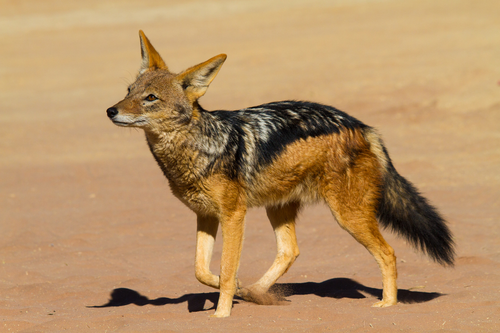 Detail A Picture Of A Jackal Nomer 3