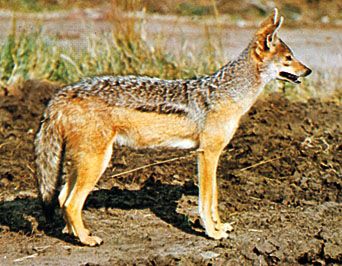 Detail A Picture Of A Jackal Nomer 48