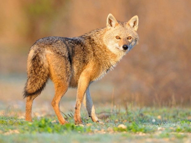 Detail A Picture Of A Jackal Nomer 6