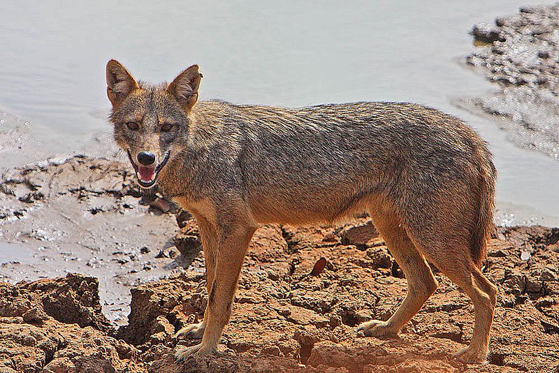 Detail A Picture Of A Jackal Nomer 7