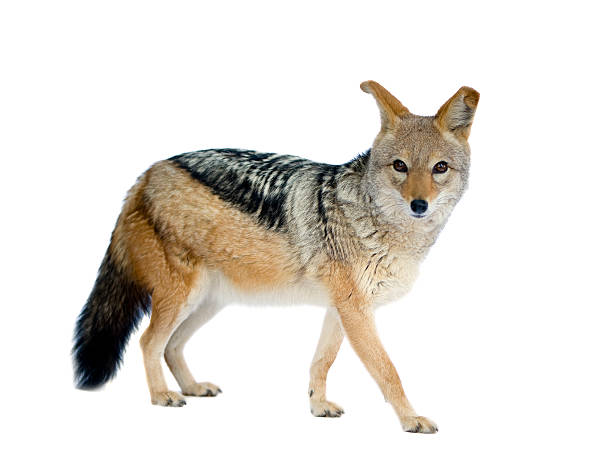 Detail A Picture Of A Jackal Nomer 9