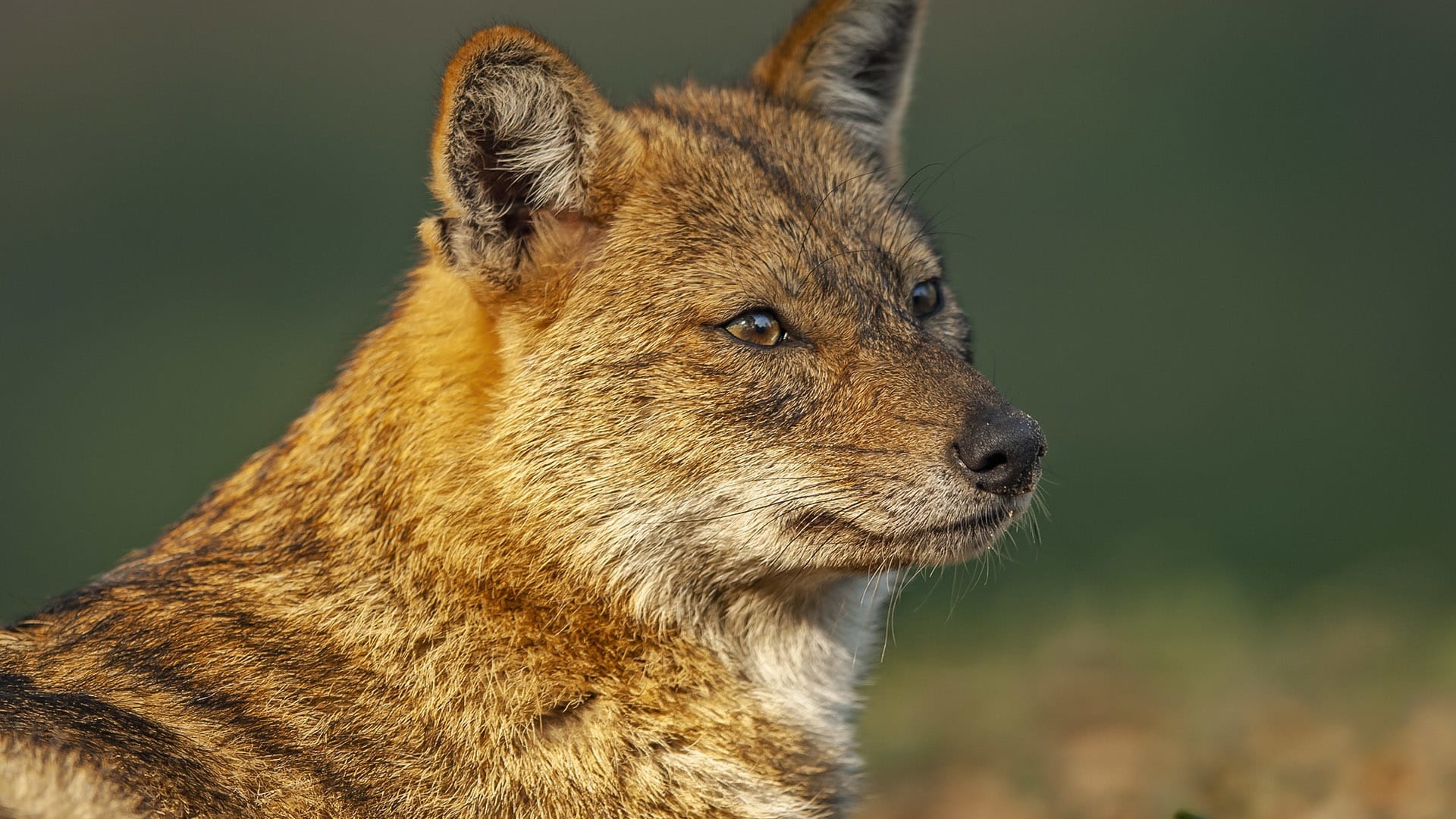 Detail A Picture Of A Jackal Nomer 10