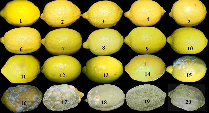 Detail A Picture Of A Lemon Nomer 38