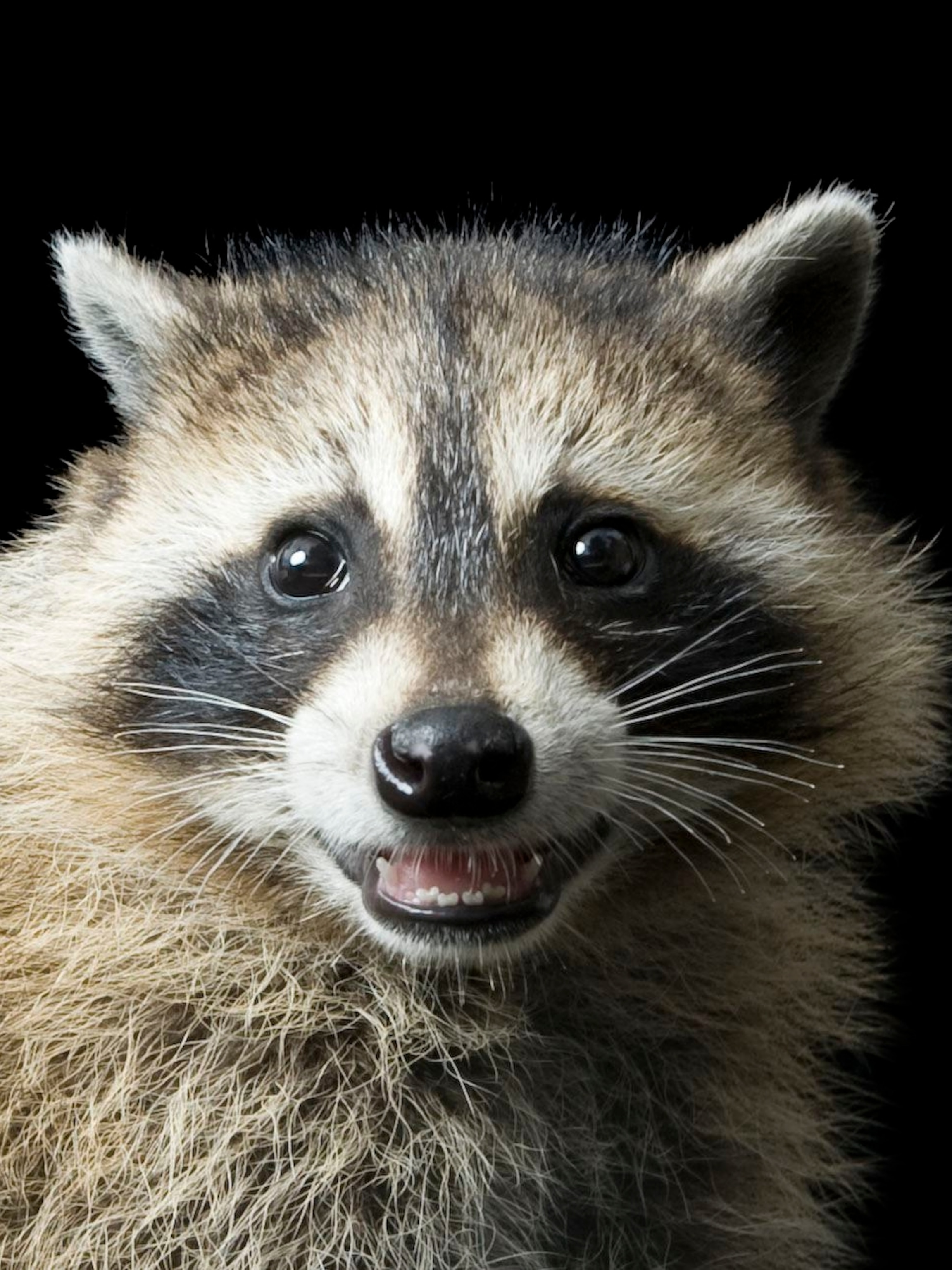 A Picture Of A Raccoon - KibrisPDR