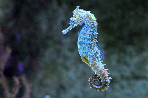 Detail A Picture Of A Sea Horse Nomer 15