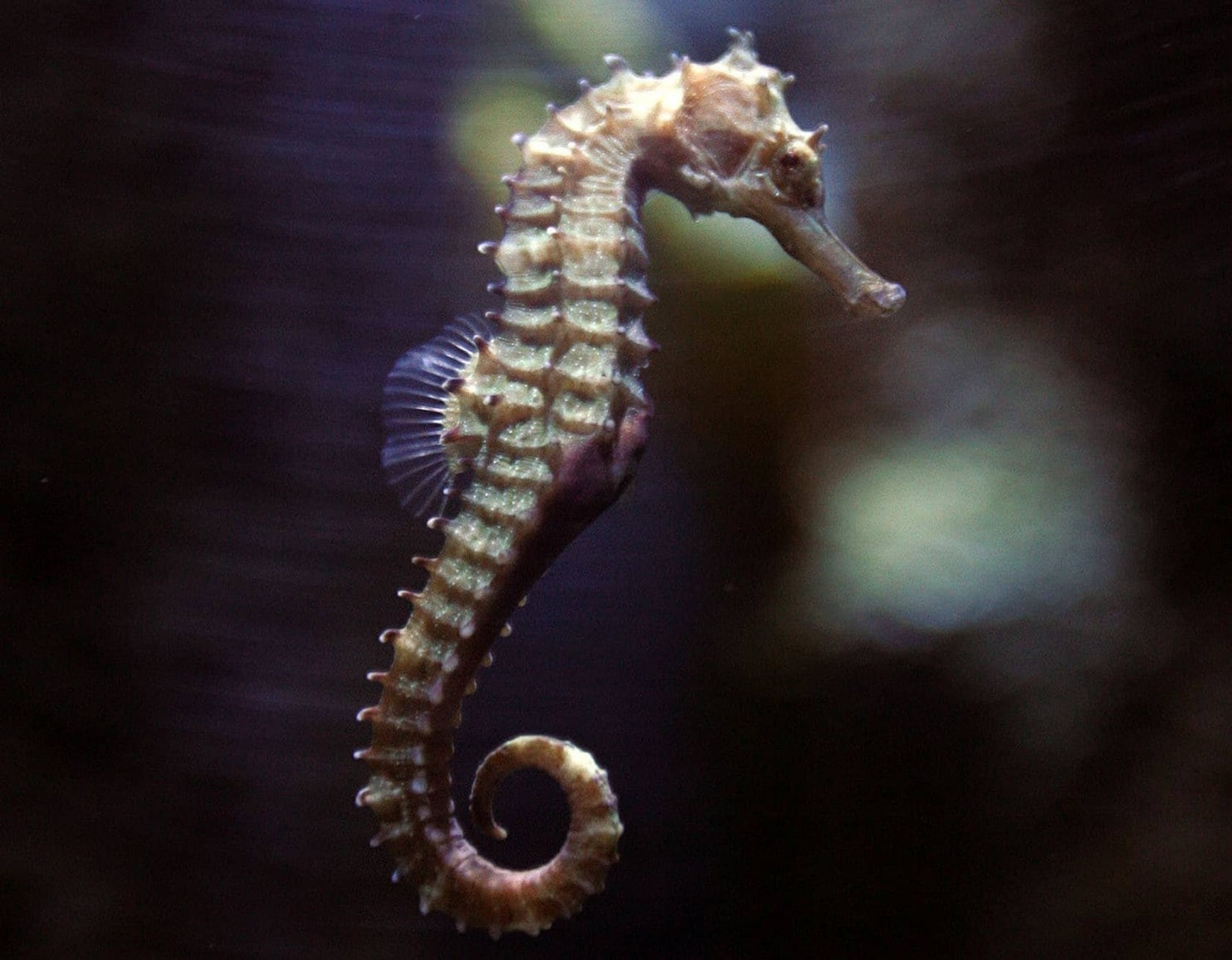 Detail A Picture Of A Sea Horse Nomer 29