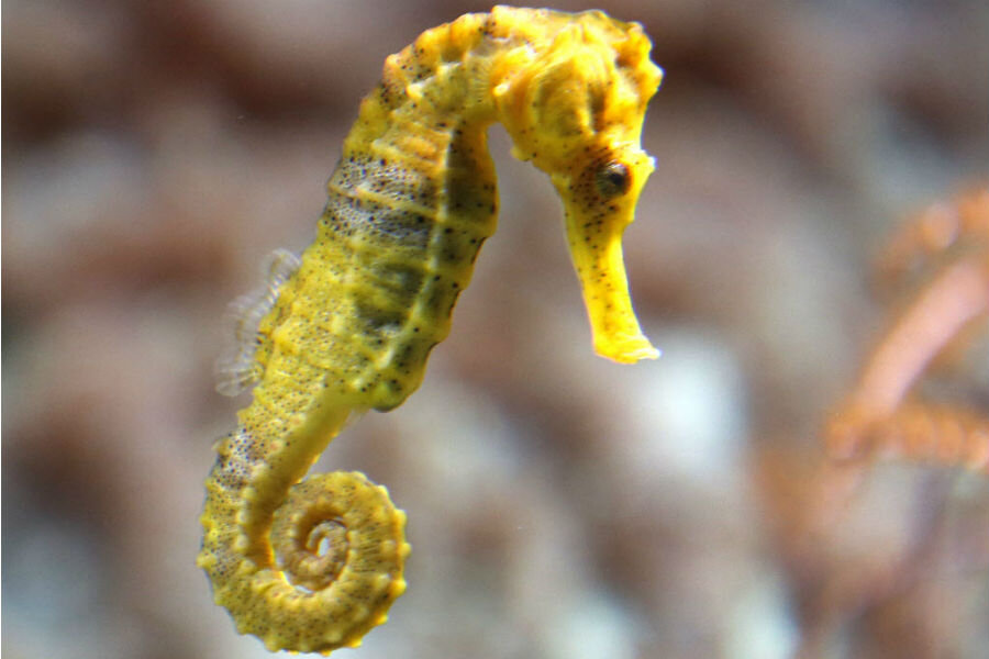 Detail A Picture Of A Sea Horse Nomer 49