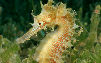 Detail A Picture Of A Sea Horse Nomer 53