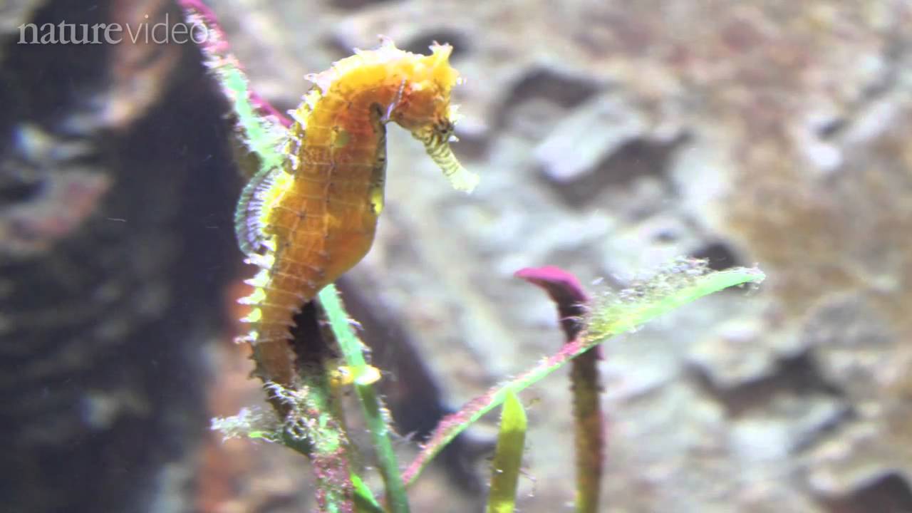 Detail A Picture Of A Sea Horse Nomer 54