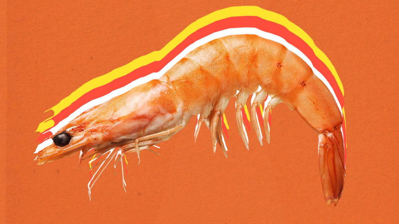 A Picture Of A Shrimp - KibrisPDR