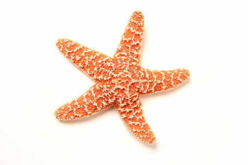 Detail A Picture Of A Star Fish Nomer 13