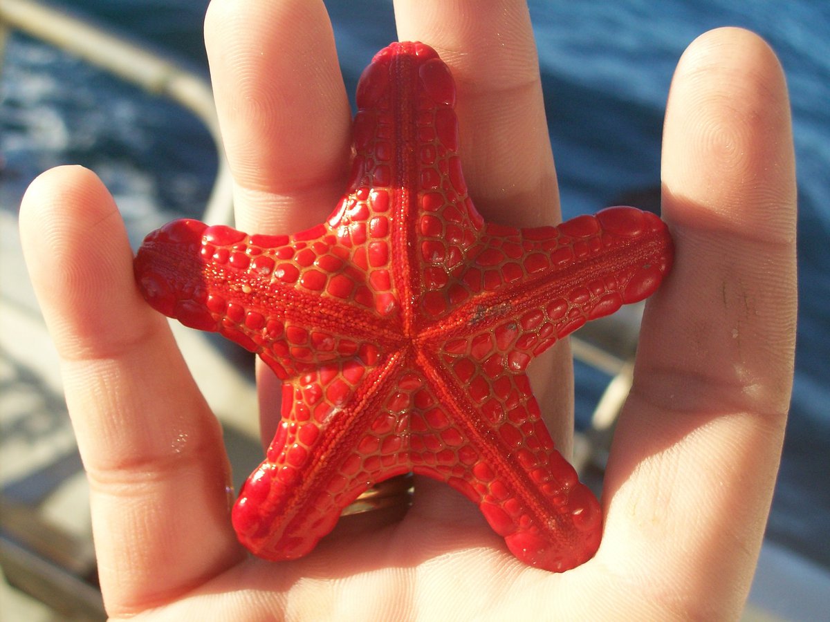 Detail A Picture Of A Star Fish Nomer 28