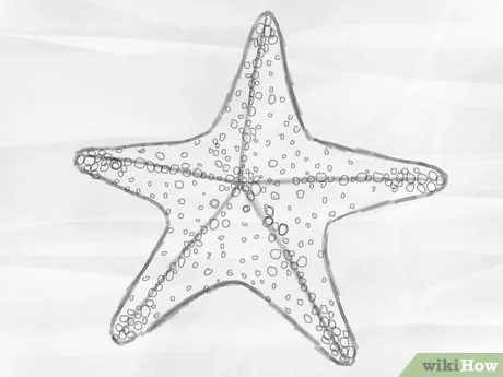 Detail A Picture Of A Star Fish Nomer 54
