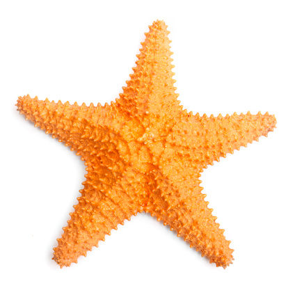 Detail A Picture Of A Star Fish Nomer 7