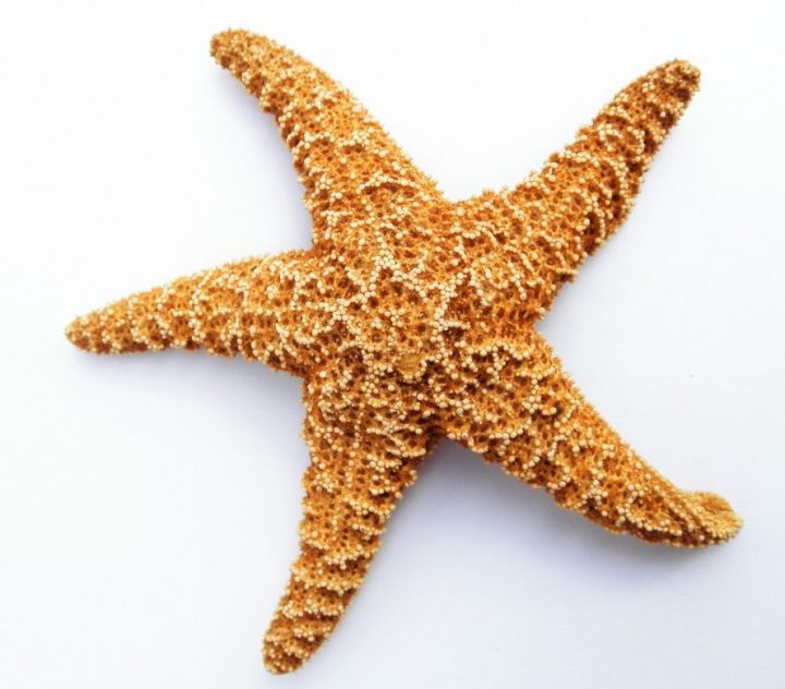 Detail A Picture Of A Star Fish Nomer 9