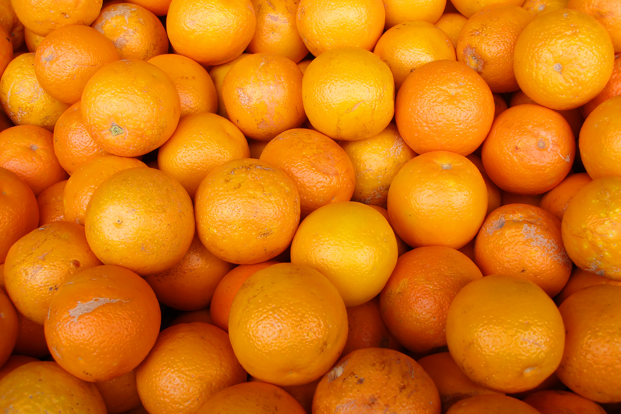 Detail A Picture Of Oranges Nomer 24