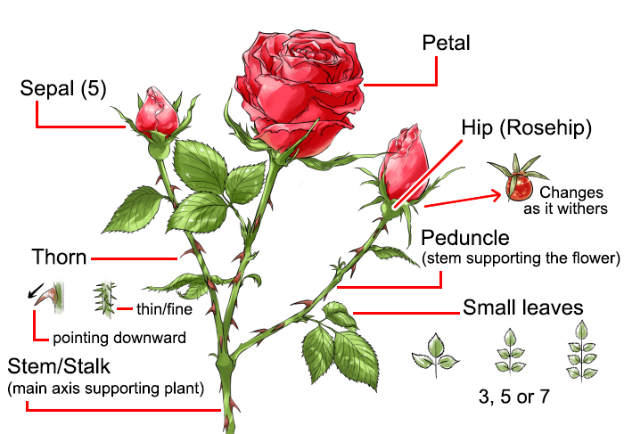 Detail A Rose Pictures Nomer 41