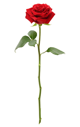 A Single Rose Picture - KibrisPDR
