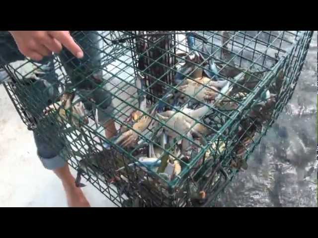 Detail Academy Sports Crab Traps Nomer 31