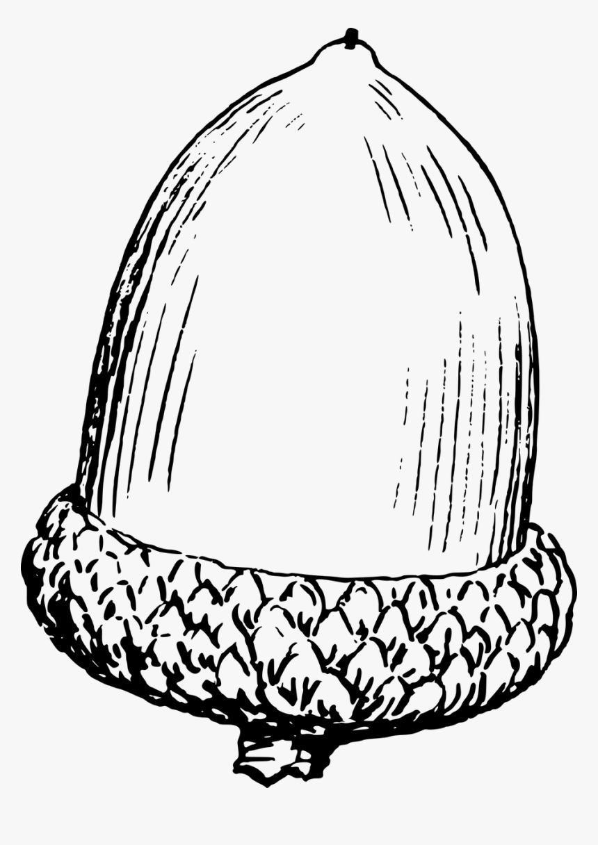 Detail Acorn Black And White Clipart Nomer 22