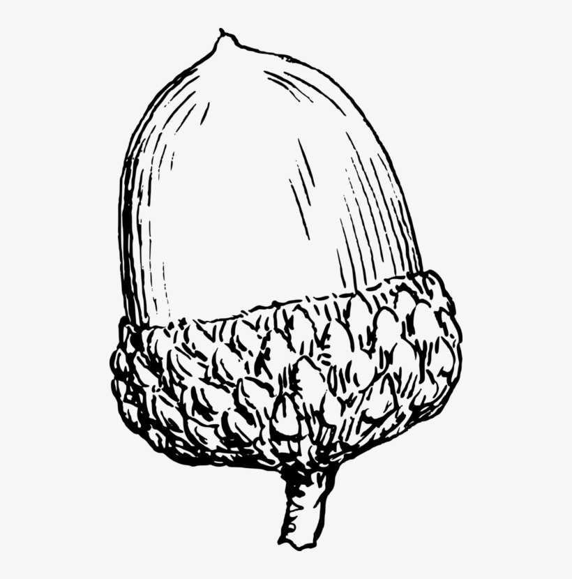 Detail Acorn Black And White Clipart Nomer 23