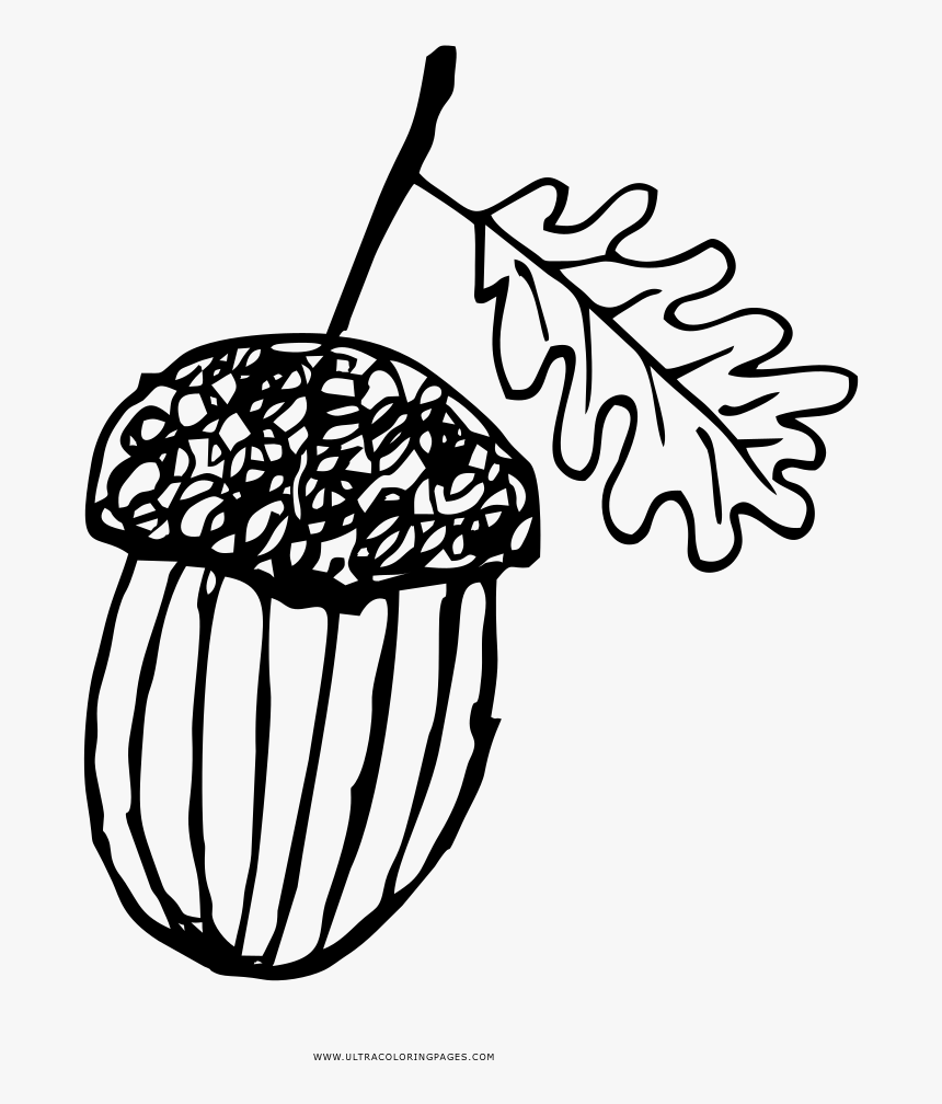 Detail Acorn Black And White Clipart Nomer 44