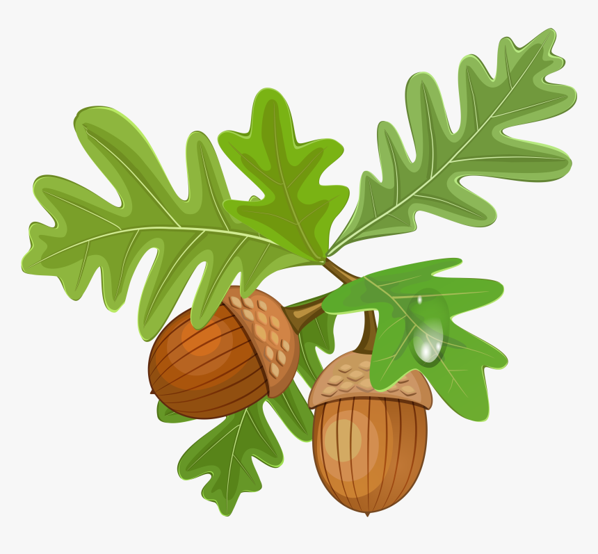 Detail Acorn Clip Art Free Nomer 23