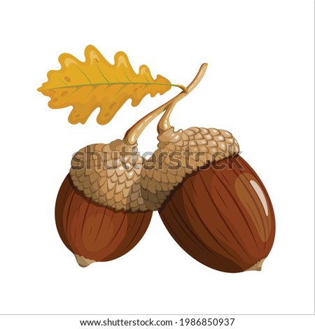 Detail Acorn Clip Art Free Nomer 44