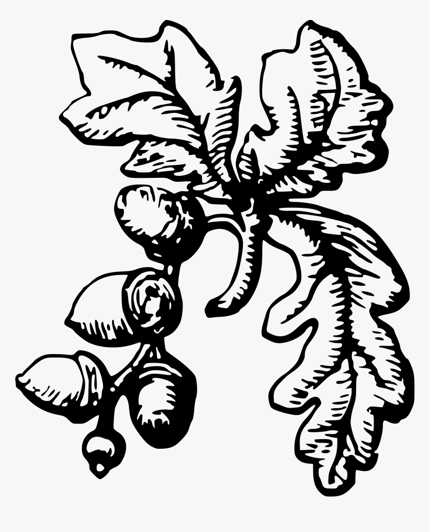 Detail Acorn Clipart Black And White Nomer 17