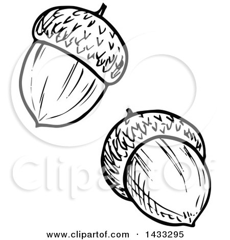 Detail Acorn Clipart Black And White Nomer 34