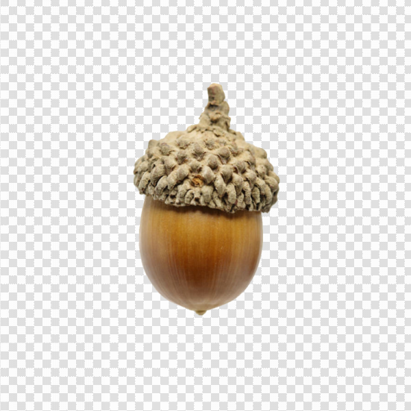 Detail Acorn Download Nomer 14