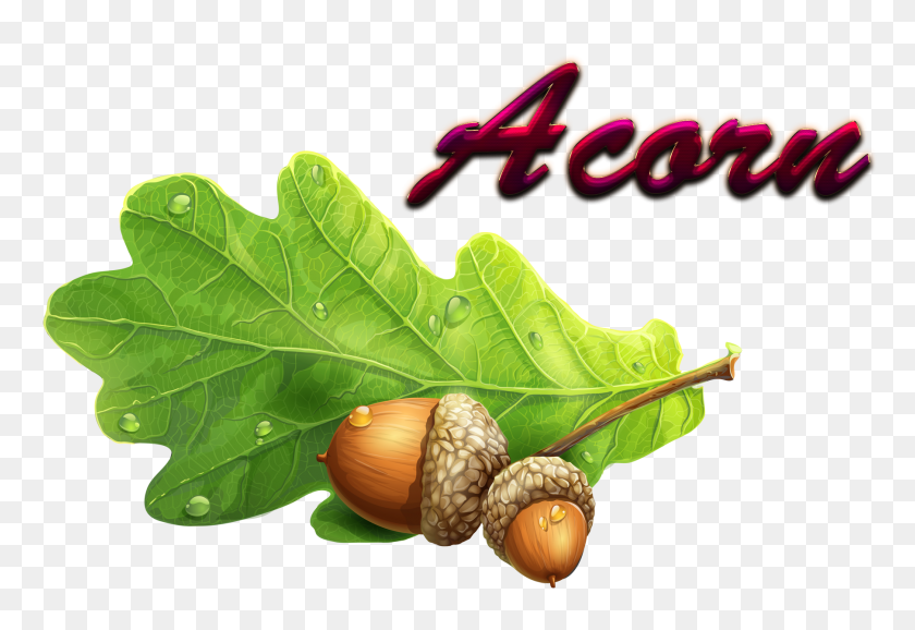 Detail Acorn Download Nomer 20