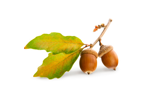 Detail Acorn Download Nomer 3