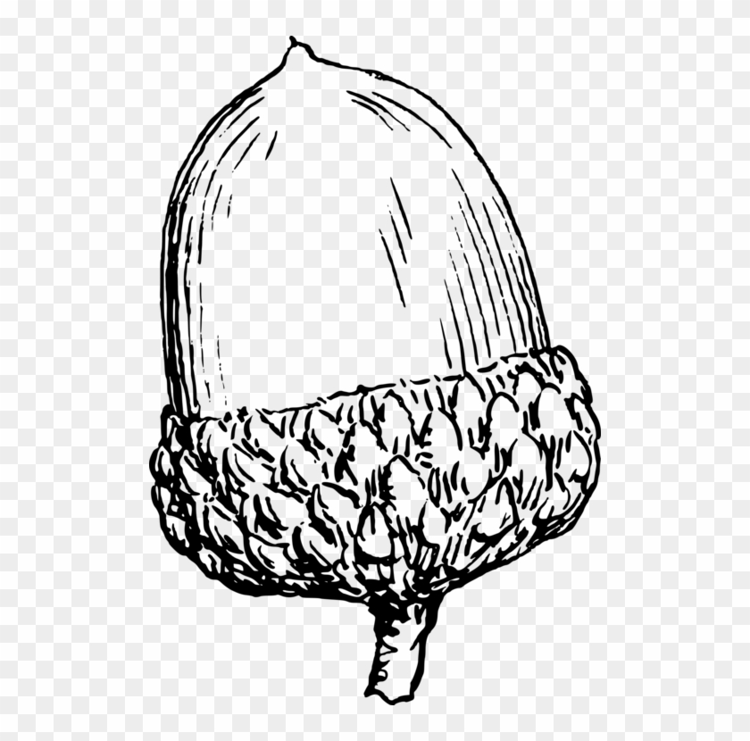 Detail Acorn Download Nomer 42