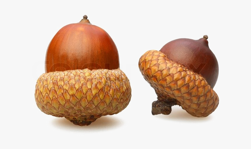 Detail Acorn Download Nomer 6