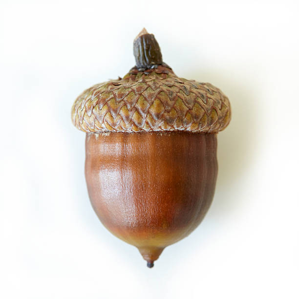 Detail Acorn Image Nomer 2