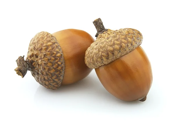 Detail Acorn Image Nomer 13