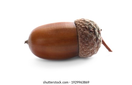 Detail Acorn Image Nomer 15