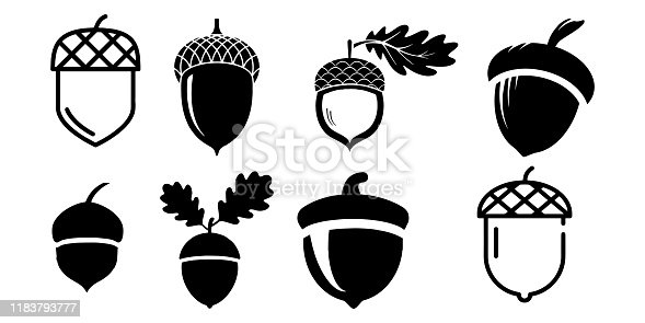 Detail Acorn Image Nomer 16