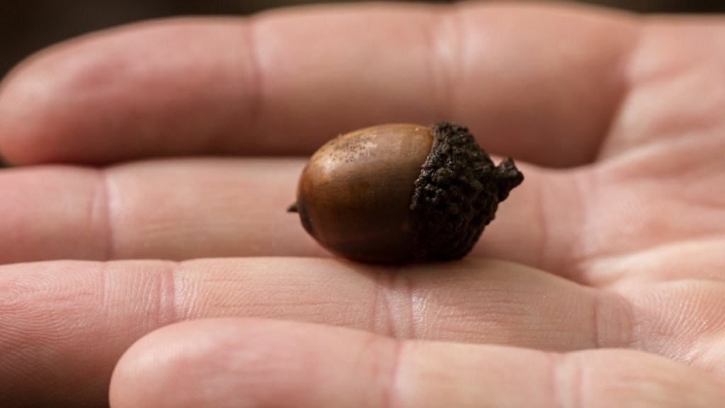 Detail Acorn Image Nomer 21