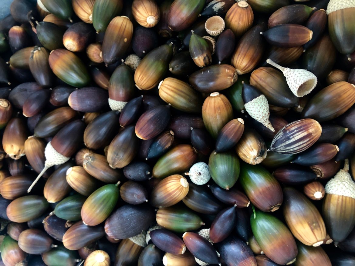 Detail Acorn Image Nomer 24