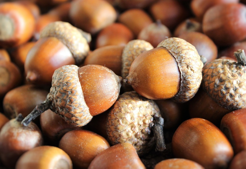 Detail Acorn Image Nomer 25